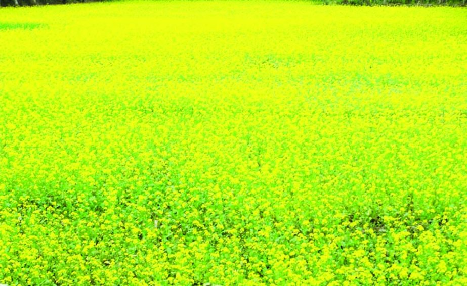 KHULNA : A mustard field at Shugondhi village in Digholia Upazila predicts bumper production of the product this season.