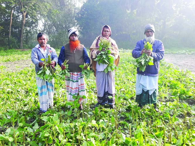 SIRAJDIKHAN (Munshiganj): Miscreants cut down tender vegetable plants on 56 decimal of land of farmer Ali Islam at Paschim Rasunia village on Monday.