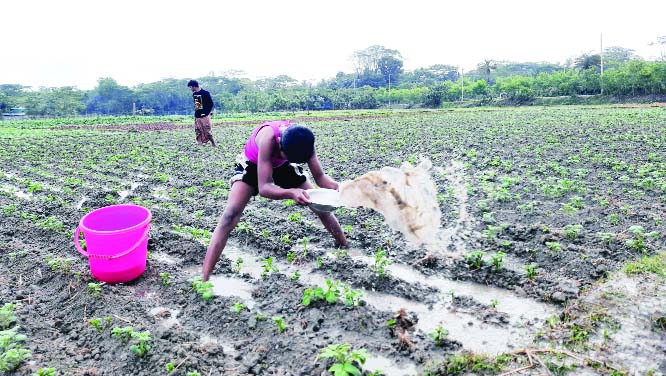 BHOLA: Farmers at Borhaunuddin Upazila removing stagnant water from potato fields to save them from rotting due to rainfall of few days . This snap was taken yesterday.