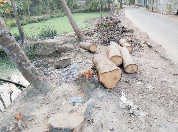 Influentials cut down trees beside Bairyadhala Road at Azimpur Chhoto Chheloniya area in Fatikchhari Sadar Upazila recently.