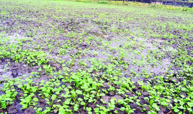 BARISHAL : Vegetable and paddy fields were damaged due to untimely raining and cold wave in Barishal since Thursday . This snap was taken yesterday.