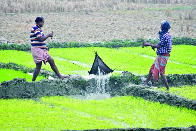 BOGURA: Farmers in Bogura irrigating their Boro seedbeds to save from drought. This snap was taken from Dhunot Upazila yesterday.