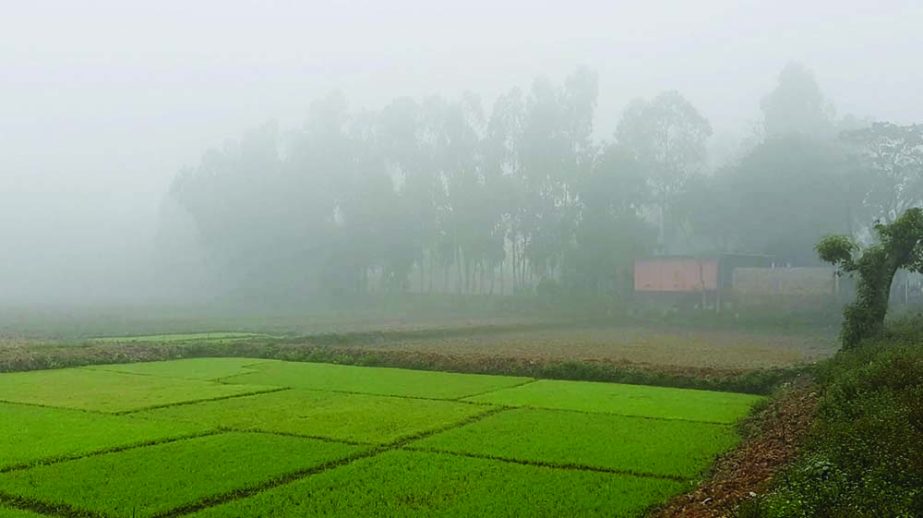 KURIGRAM: Severe cold wave with dense fog prevailing in Kurigram . This snap was taken from Jatrapur area in Sadar Upazila on Monday. Banglar Chokh