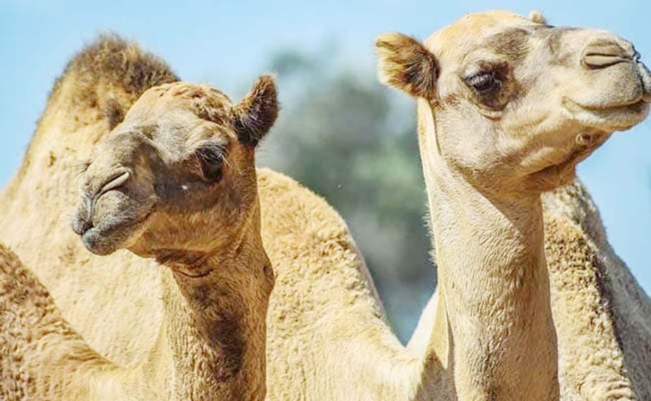 As wildfires rage across Australia, as many as 5,000 camels may be shot and killed after complaints they are drinking too much water in Australia amid a drought.