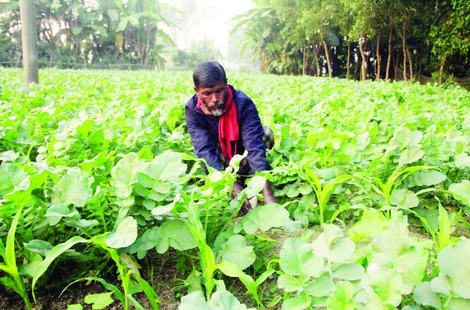 SIRAJGANJ: A farmer cleaning weeds in his vegetable field where he cultivated radish and maize this season . This photo was taken from Ghurka village at Raiganj Upazila in Sirajganj yesterday.