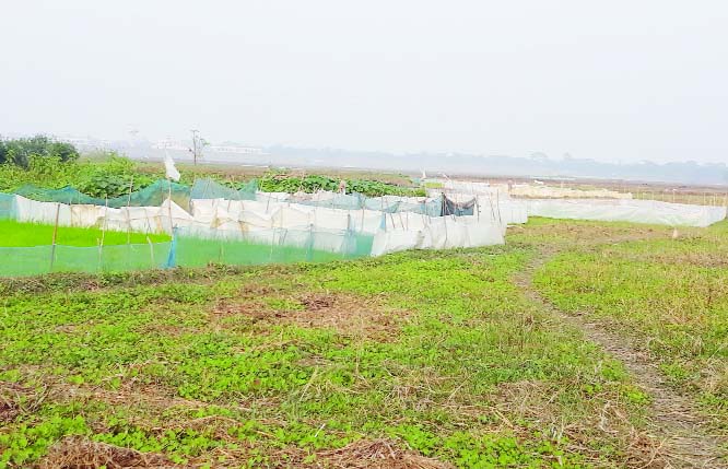 GOPALGANJ: Boro seedbed at Durgapur in Sadar Upazila were covered by polythene to save from cold wave . This snap was taken on Friday.