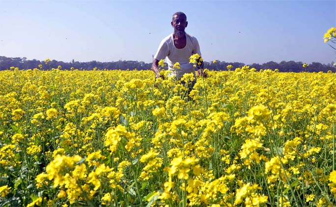 A mustard field at Dalinagar area in Raozan Upazila predicts bumper production of the crop this season. This picture was taken yesterday.