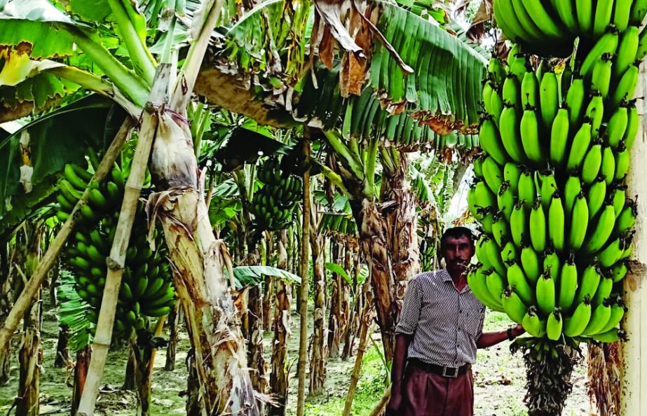 RANGPUR: A banana orchard at Chhilimpur village in Pirganj upazila predicts bumper production