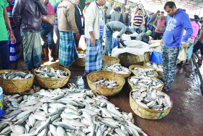 BARISHAL: Big size hilsa flooded Barishal markets in off season offering comparatively low -prices. This snap was taken yesterday.