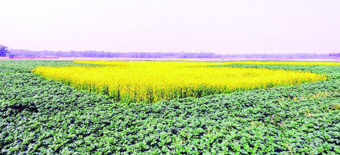 BHOLA: An excellent growing mustard field in Bhola predicts bumper production of the Robi crops in the district this season. This snap was taken yesterday.