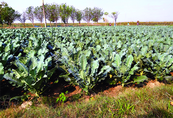 GOPALGANJ : Broccoli field at Charpara in Sadar Upazila predicts bumper production.