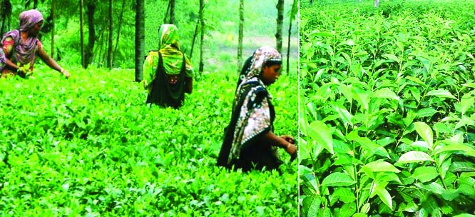 RANGPUR: The thriving `small-scale gardening-basis' tea cultivation has created jobs for over 20,000 unemployed rural people, mostly women, in the 'Kartoa Valley' ecological zone comprising of five northern districts.
