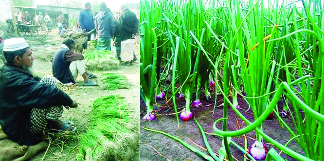 RANGPUR: Tender onion seedlings being sold (left) at Badarganj Bazar in Rangpur for transplantation as harvest of tuber variety of onion continues in full swing predicting bumper output of the spicy crop in Rangpur Agricultural zone this season.