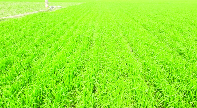 RAJSHAHI: Tender wheat field at Nandangachhi Village of Charghat Upazila predicts bumper production of the crop this season.