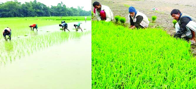 RANGPUR: Transplantation of Boro paddy seedlings continues to achieved the fixed farming target of the crop in Rangpur agriculture region this season. The photo was taken from Mominpur Union in Rangpur Sadar Upazila yesterday.
