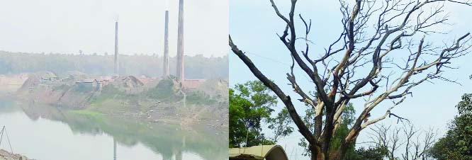MIRZAPUR (Tangail) : Brick fields polluting environment and trees are dying at Mirzapur in Tangail.