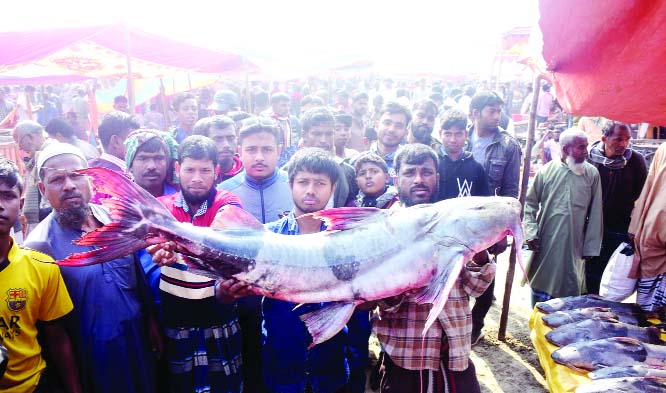 GABTALI (Bogura): About 72 -kg â€˜Baghairâ€™ fish was brought at historic Poradah Mela in Bogura on Wednesday.