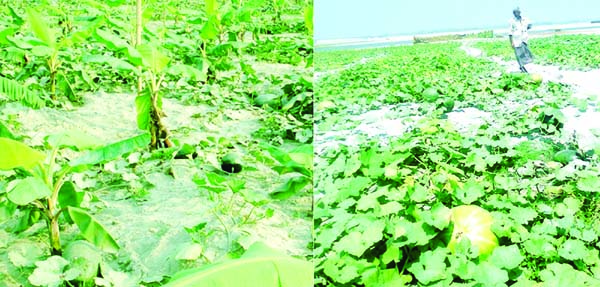 RANGPUR: The expanding pumpkin cultivation on the sandbars in dried-up riverbeds and char areas continues changing fortune of thousands of the poor char people in Rangpur agriculture region. Photo : BSS