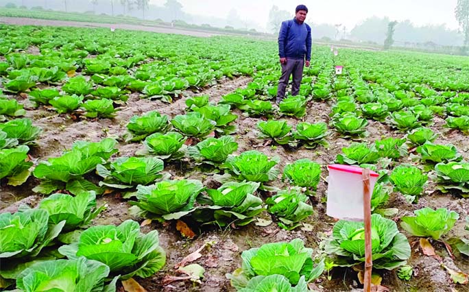 RANGPUR: Eco- friendly pheromone trap is being used in cabbage field to prevent pests attack at Baldipukur area of Mithapukur Upazila.