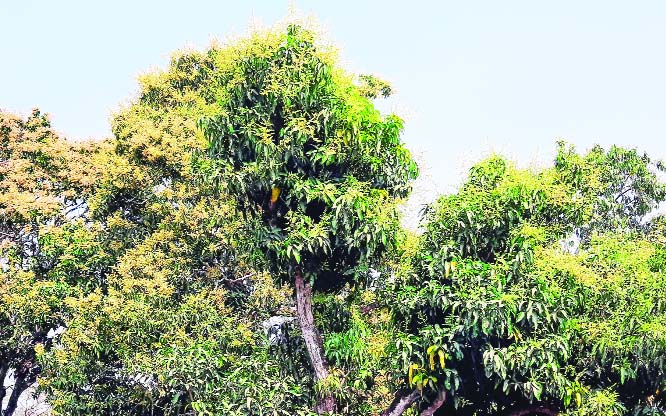 BHOLA: Bloomed mango trees in Bhola predicts bumper production of the seasonal fruit this season. This snap was taken from Ward No 2 at Borhanuddin Pourashava in Bhola yesterday.