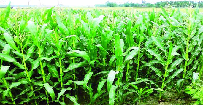 RANGPUR: The excellent growing maize plants predicting bumper production of the crop in a field in Mominpur Union in Rangpur Agriculture Region this season.