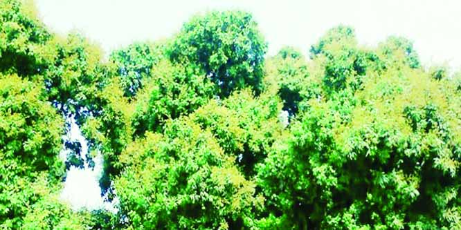 RANGPUR: An excellent flowering in litchi trees continues amid favourable climatic condition with advent of the spring predicting plentiful yield of the fruit this season in Rangpur agriculture region.