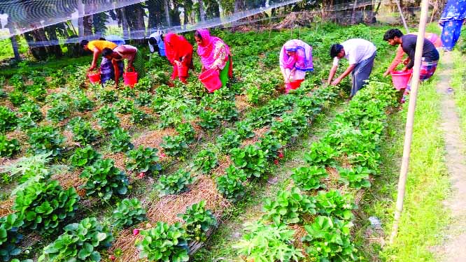 GAZIPUR: Framers passing busy time in harvesting strawberries at Kapasia Upazila in Gazipur.