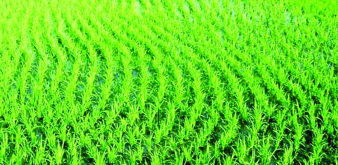 RANGPUR: Tender plants of Boro paddy growing superbly in Sadar Upazila of the district as transplantation of the seedlings nearing completion in Rangpur agriculture zone during current Rabi season .