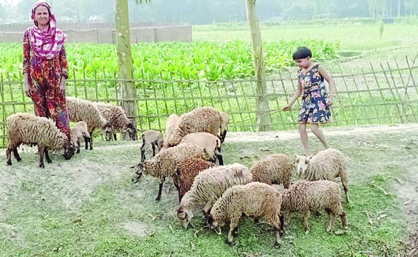 RANGPUR: A woman sheep rearer taking care of her sheep at Telipara village in Paglapir Union in Rangpur Sadar Upazila. . Photo: BSS