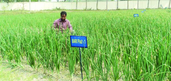 DUPCHANCHIA (Bogura): A farmer is working in his BARI onion field at Shibpur Upazila as the district has achieved success in cultivating the special onion.