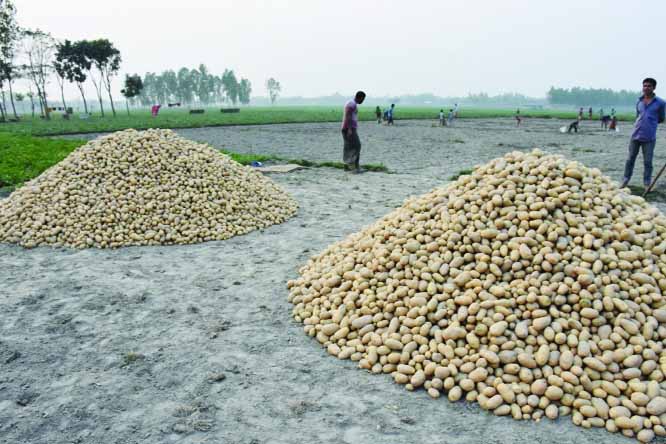RANGPUR: Farmers at Rangpur passing busy time in potato harvest as the district has achieved bumper out this season. This snap was taken yesterday.