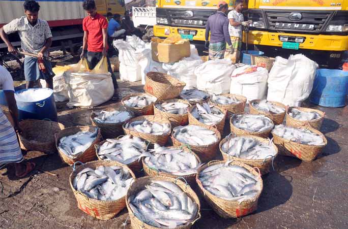 Huge number of hilsas were netted and brought at Fisheries Ghat at the Port City yesterday.