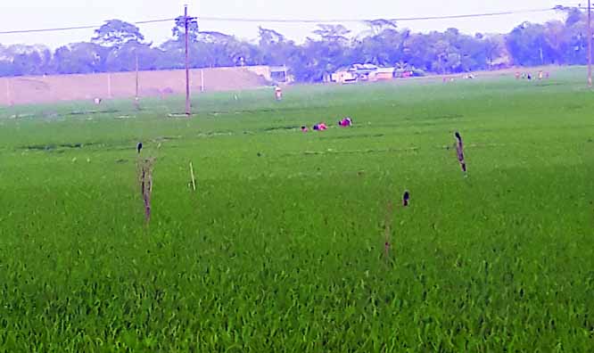 GOPALGANJ: Birds seating on the poles to eat pests in Boro paddy field at Nilokkhi under Gopalganj Sadar.