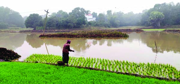 GAZIPUR: Water- logging has been created in crop lands at Kapasia Upazila due to fill up of a local canal. This snap was taken on Tuesday.