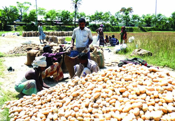 BHOLA: Farmers selling newly-harvested potatoes at a market in Borhanuddin Upazila .