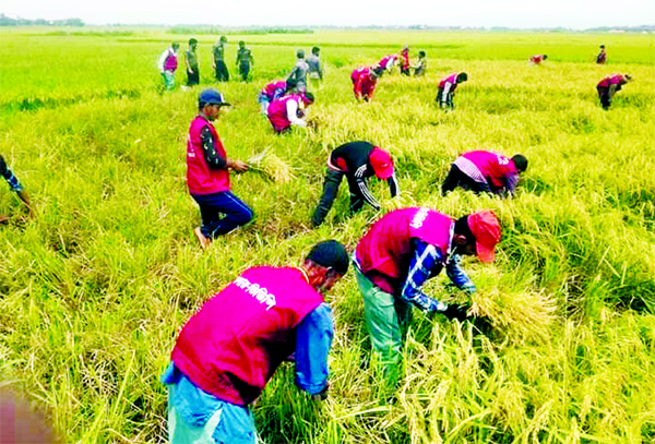 Members of Ansar-VDP engaged in boro paddy harvesting on Wednesday at an area of Sunamganj district for the crisis of labourers due to coronavirus.