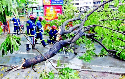 As the city experienced a heavy storm and thundershower on Thursday evening a big tree was uprooted on a street in front of Karwan Bazar.