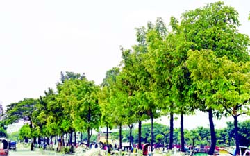 DHAKA'S NATURE IS THRIVING: The air quality of the capital city has improved tremendously due to lack of vehicular movement amid the ongoing coronavirus lockdown. The lush greenery spread over the city with trees planted on road dividers look like a gree