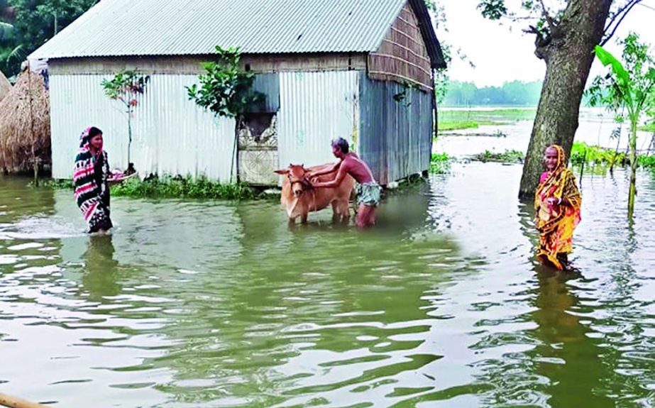 A man is seen washing cow and two women wading through floodwater as the roads and homes at Sadhupara village in Kuruichara union of Jamalpur district submerged following rise in the water level of the River Jamuna. This photo was taken on Saturday.