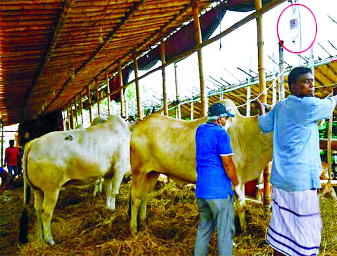 Medicine for fattening being applied on cattle brought for sale ahead of Eid-ul-Azha at Gabtoli Cattle Market in Dhaka in presence of Veterinary Physicians.