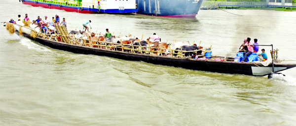 Cattle traders are bringing sacrificial animals to capital city from different parts of the country boarding engine boats defying flood and strong current in the river. This snap was taken from Meghna River on Friday.