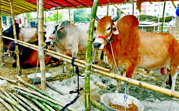 A handful of buyers were seen at the capital's cattle market on Sunday although Eid-ul-Azha is only five days away. The photo was taken at Kamlapur's Balurmath cattle market.