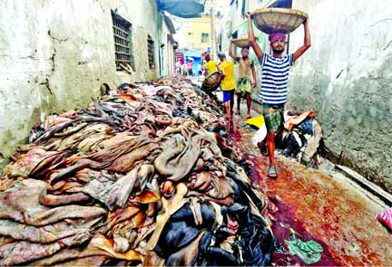 Workers are seen carrying rawhides for preservation from a street at Posta in Old Dhaka. This snap was taken on Eid day.