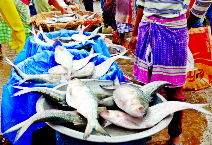 Like other districts, the city fish markets are flooded with hilsa but there is no decrease in price which discourages customers. This photo was taken from Jatrabari fish market on Friday.