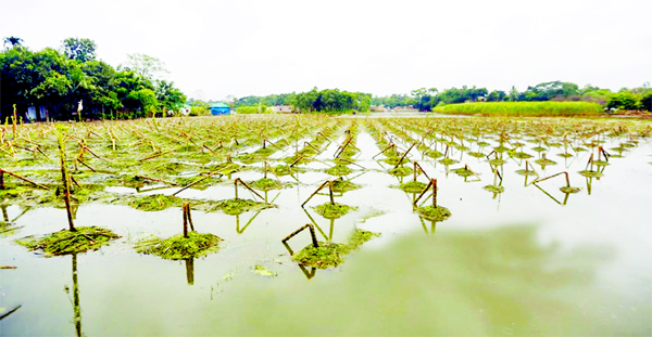 Crop-fields at Binadanga village of Manikganj's Singair upazila are seen damaged for remaining under floodwater for days. The farmers with utter frustration do not decide what to do now.