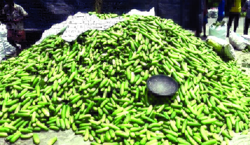 Cucumbers are being piled up at a village in Chitalmari upazila. Photo Collected