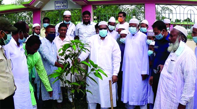 Advocate Shamsul Islam Dudu, MP, plants trees on the premises of Buraburi Mazar and orphanage at Panchbibi upazila HQ recently.