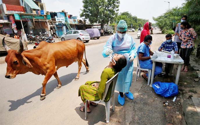 A healthcare worker wearing personal protective equipment (PPE) takes a swab from a woman for a rapid antigen test as a cow walks past alongside a road, amid the coronavirus outbreak, in Ahmedabad on Friday.