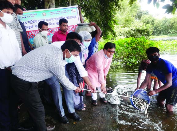 Modhukhali Upazila Chairman Mirza Moniruzzaman Bachchu releases fish fries in a water body on Monday as part of the government's programme to increase fish production. UNO Md Mustafa Monwar and Upazila Senior Fisheries Officer Shirin Parveen were present