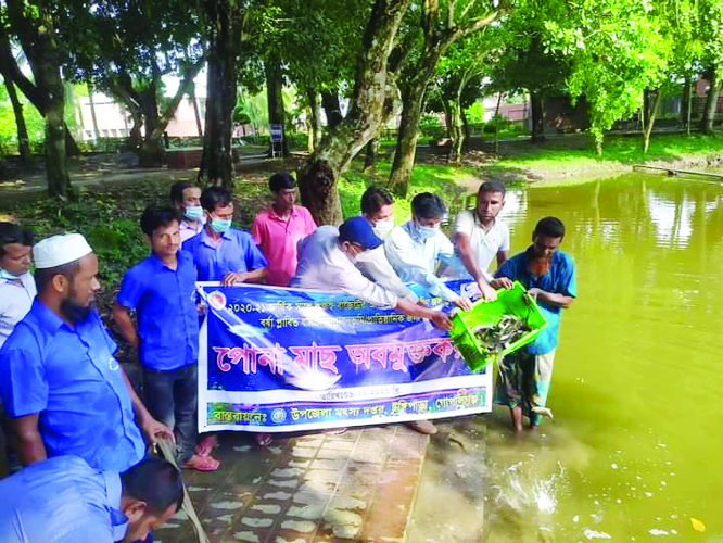 Officials of Tungipara Upazila in Gopalganj release fish fingerlings into a pond on Thursday under a programme to increase fish production in the upazila.